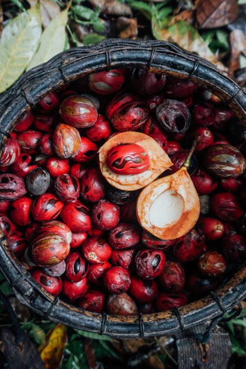 Fresh nutmeg fruit on a tree